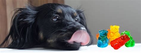 Dog ate a gummy bear. Things To Know About Dog ate a gummy bear. 